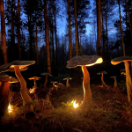 Dreamery Gardens and Fairy Museum - magical woodland near York
