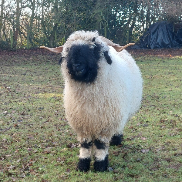 Family Sheep Meet and Greet Experience near York