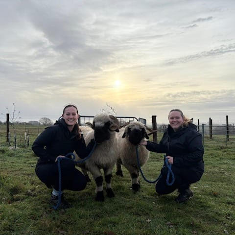 family sheep meet and greet experience near york