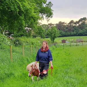 family shetland pony meet and greet experience near york