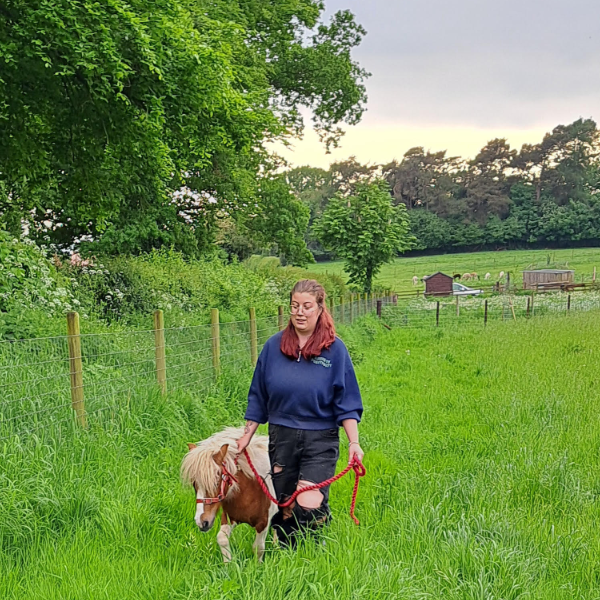 Family Shetland Pony Meet and Greet Experience near York
