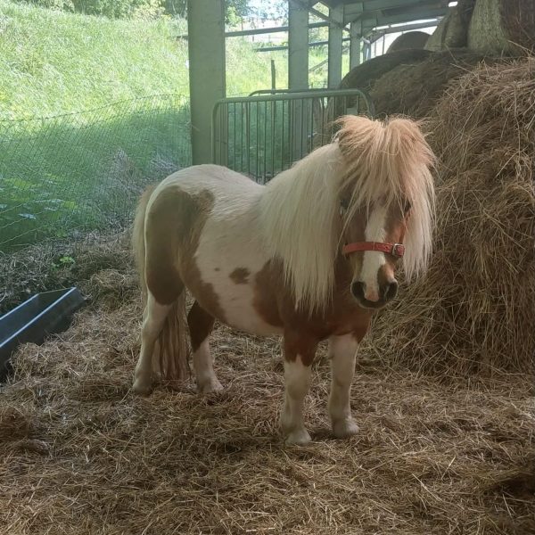 family shetland pony meet and greet experience near york