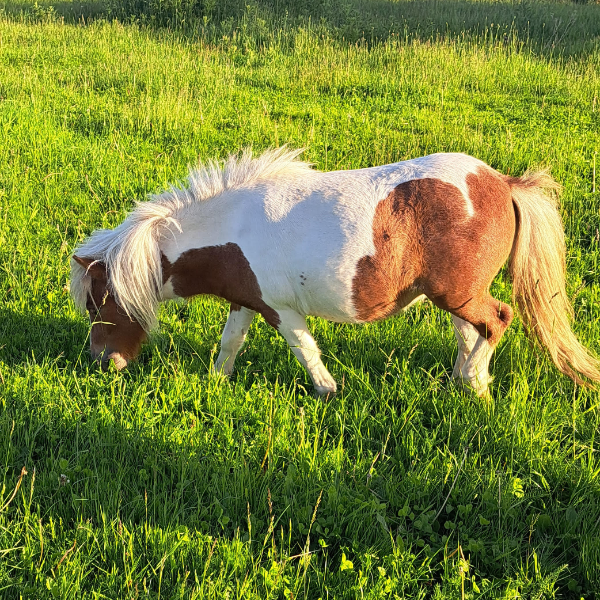 family shetland pony meet and greet experience near york