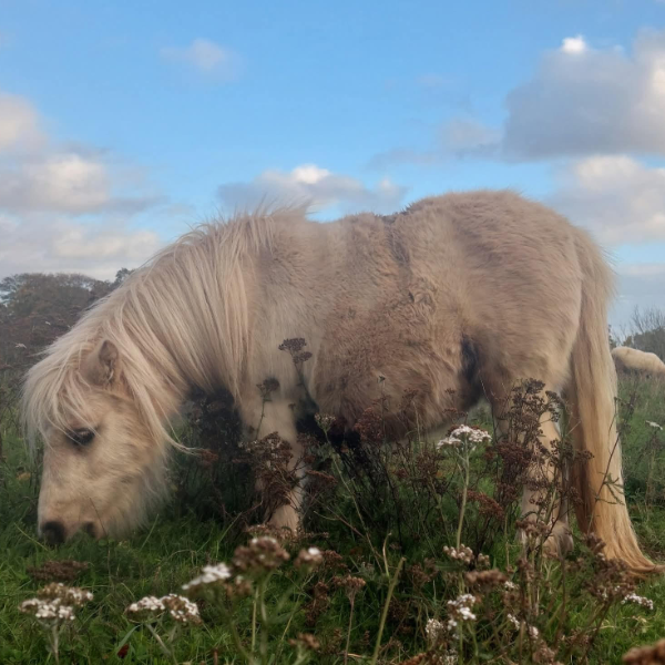 family shetland pony meet and greet experience near york