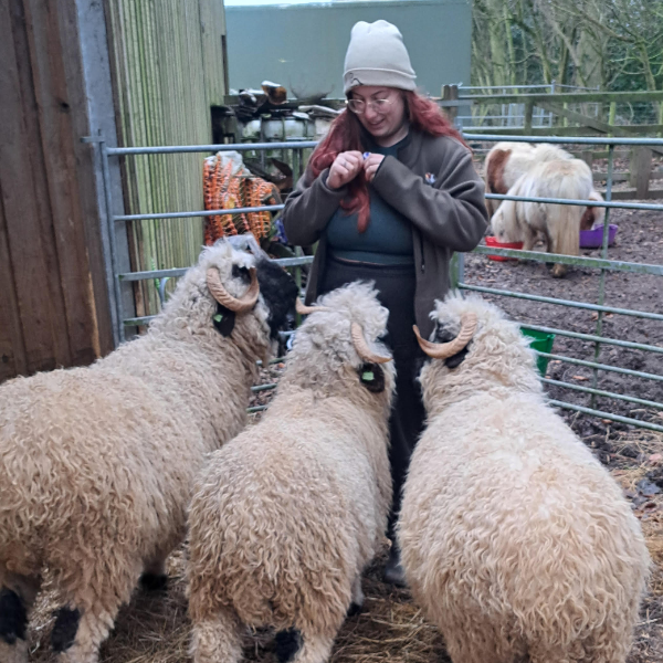 family sheep meet and greet experience near york