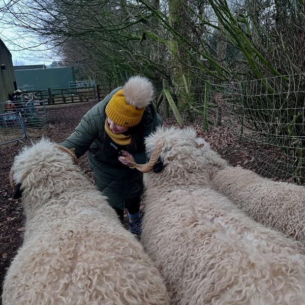 family sheep meet and greet experience near york