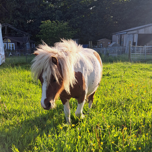 family shetland pony meet and greet experience near york