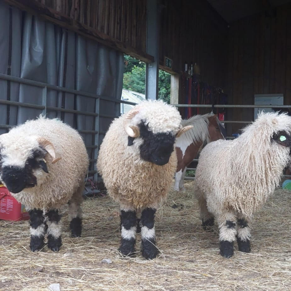 family sheep meet and greet experience near york