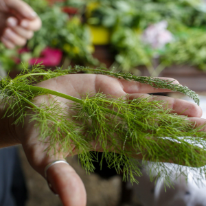 forage and cook for one coastal foraging experience at alnmouth in northumberland
