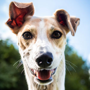 90 minute dog photography lesson near york