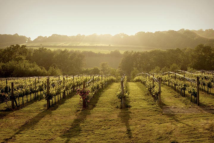 vineyard & distillery tours & tastings
