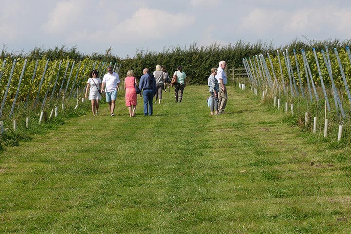 vineyard & distillery tours & tastings