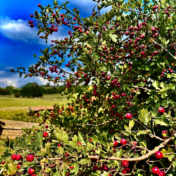 private forest bathing & wild medicine walk for two in the peak district