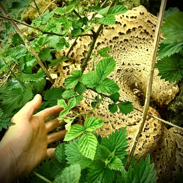 private forest bathing & wild medicine walk for two in the peak district