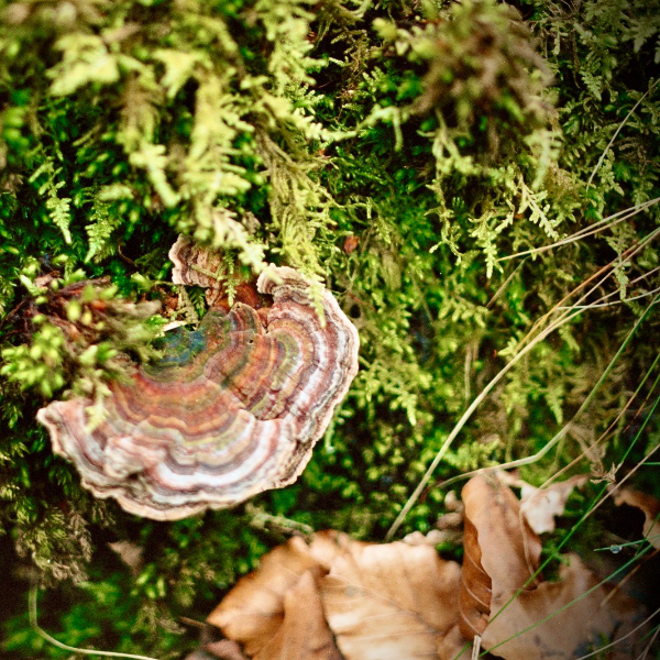 private forest bathing & wild medicine walk for two in the peak district