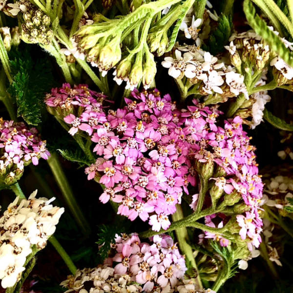 private forest bathing & wild medicine walk for two in the peak district