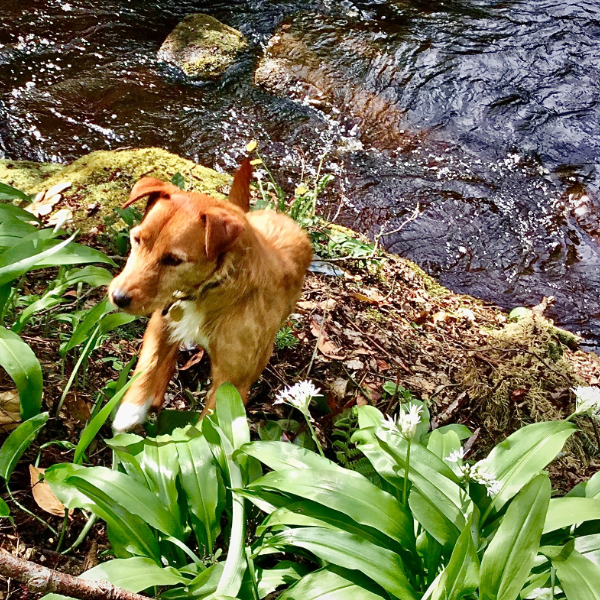 private forest bathing & wild medicine walk for two in the peak district