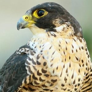 falconry taster experience in cheshire