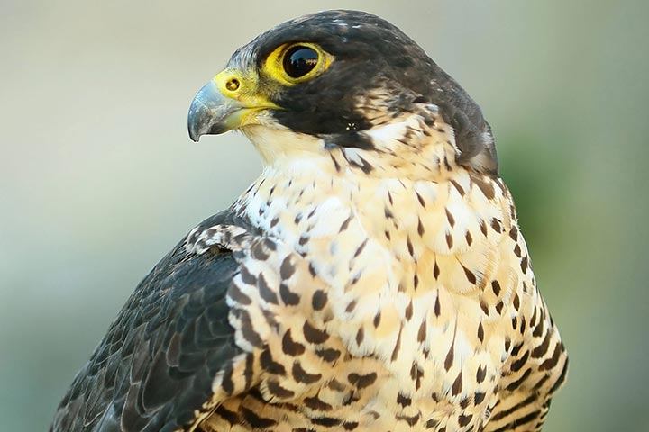 falconry taster experience in cheshire