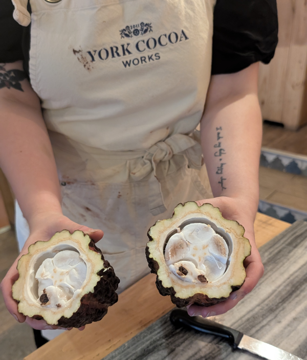 fresh cocoa beans