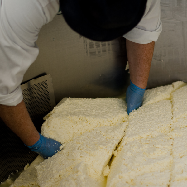 northumberland cheese company cheese tasting and tour experience
