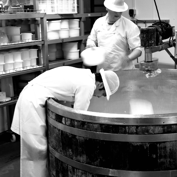 northumberland cheese company cheese tasting and tour experience