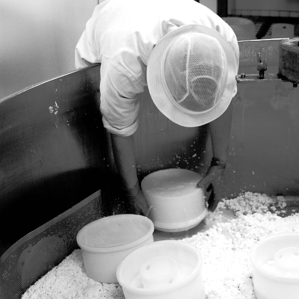 northumberland cheese company cheese tasting and tour experience